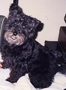 The Rag Dog: Little Molly