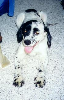 The Social One: Freckles