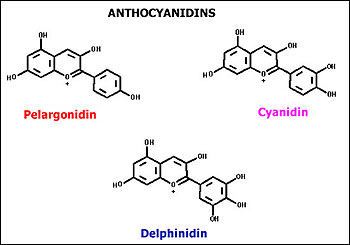 Pigment structure of Anthocyanidin