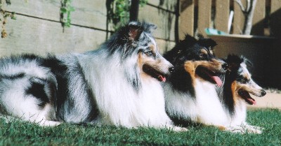 Enter for ELECTRO Shetland Sheepdogs
