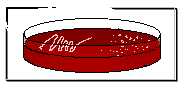cultivo