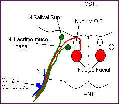 N. facial