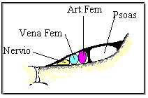 Conducto inguinal