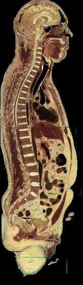 Corte axial