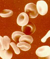 Hematies