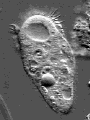 C�lula animada