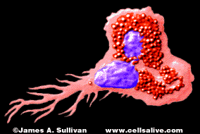 Cells Alive
