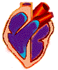 Cardiología