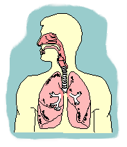 PULMONES