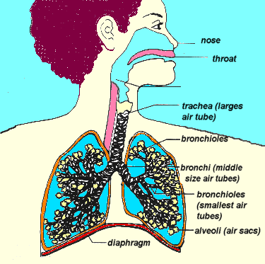 LUNGS
