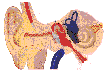 Oido.gif 2,5 k