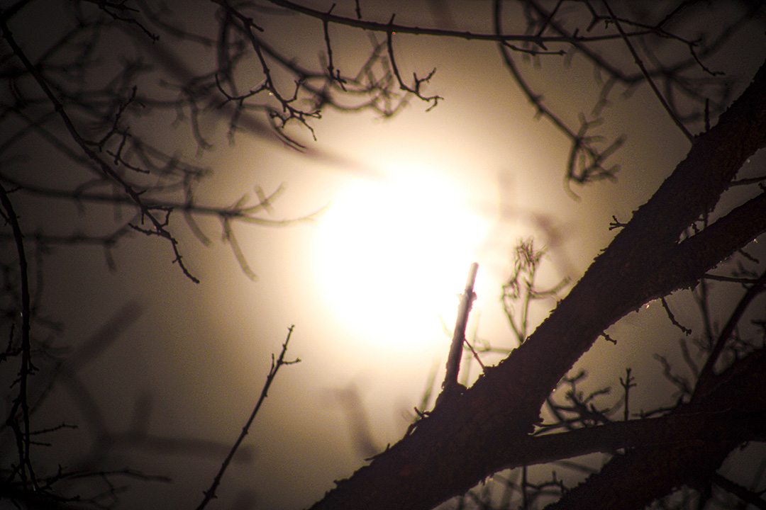 fogged over moon framed by tree branches