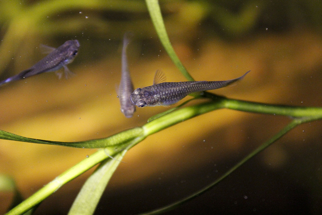 three guppies swimming in a fishtank