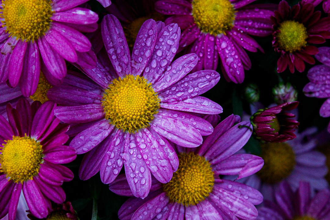 purple flowers covered with water drops