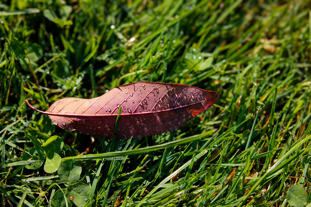 leaf covered in water dropplets sitting in a grass field
