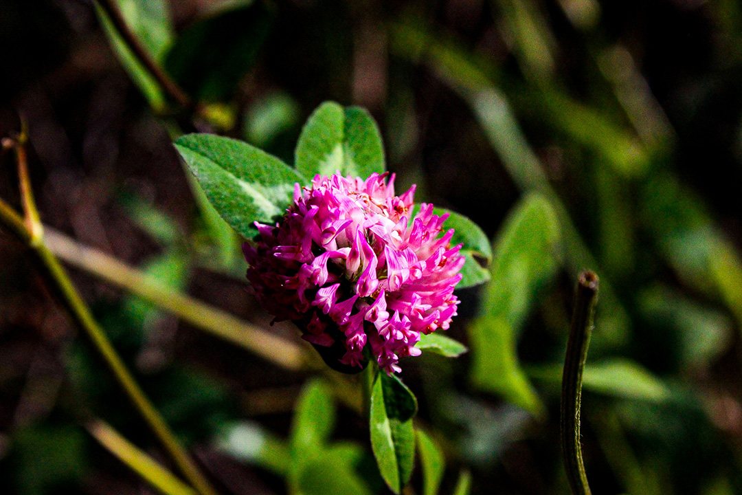 close up of a red clover