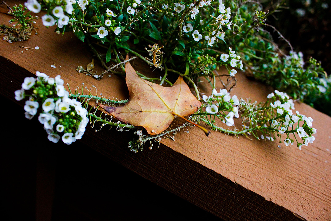 A small orange leaf sitting on vines with white flowers