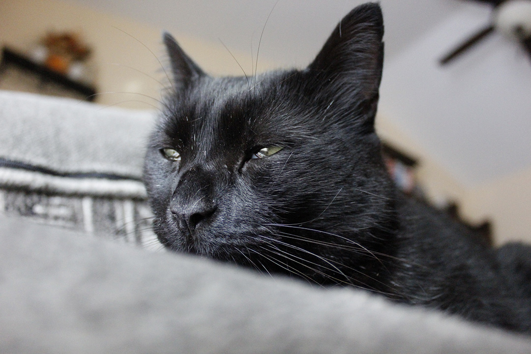 salemTheCat
