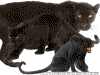 panter1.gif (109002 bytes)