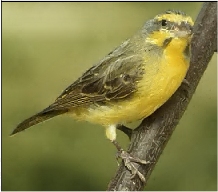 Pájaro Canario