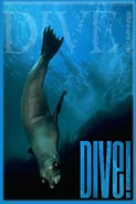 Dive