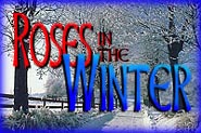 Roses in the Winter