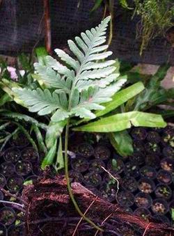 Humata- Davalliaceae : fernSiam.com - Tan Homepage