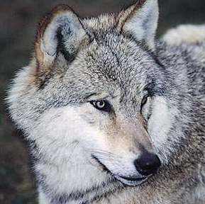 [sibirischer Wolf]