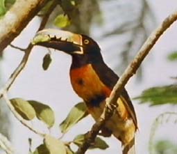 aracari