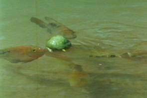 caracidi assaltano fico caduto in acqua