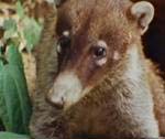 coati