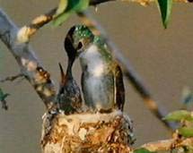 colibri