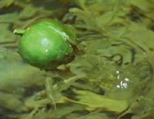 fico caduto in acqua