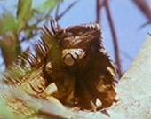 iguana adulta sull'albero