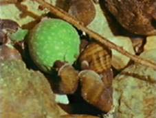 lumaca mangia le foglie di fico cadute in acqua