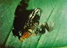 mosca mimetizzata in ragno
