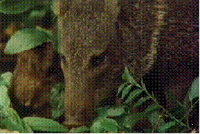 pecari