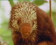 porcospino
