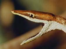 serpente arboricolo