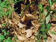 tamandua