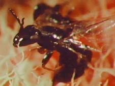 vespa nera riesce a raggiungere gli stami e a fecondare il fiore