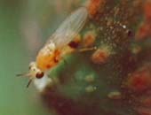 vespa parassita