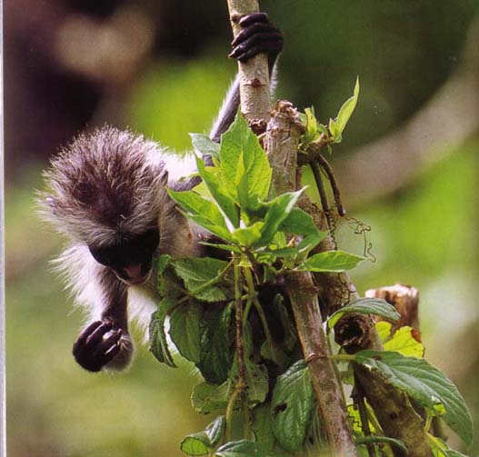 scimmia mangia foglie sull'albero