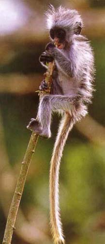 cucciolo si arrampica