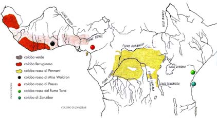 disegno della rappresentazione della diffusione dei colobi