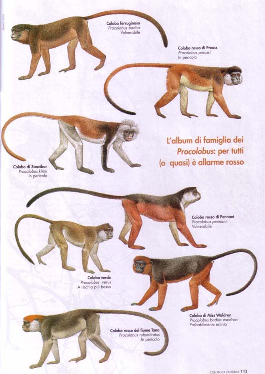 disegno rappresentante la 