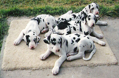 Quill and  his littermates