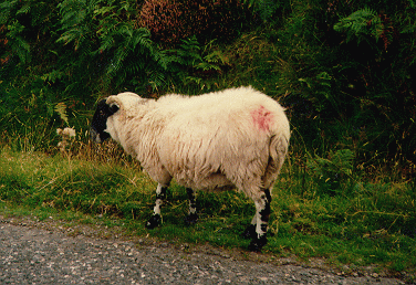 An original Donegal sheep