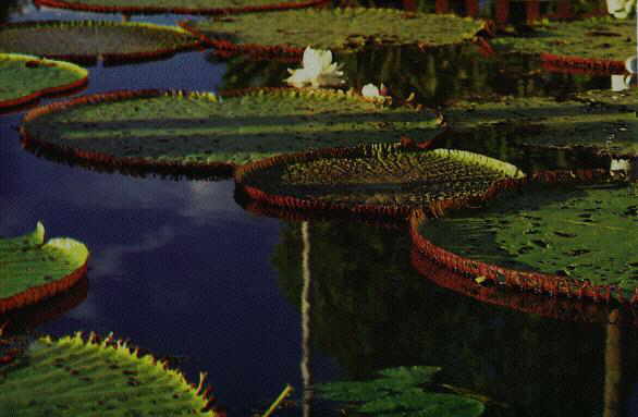 Victoria Regia
