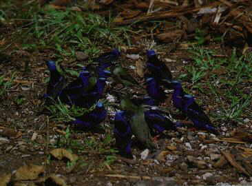 Aves de Gorgona